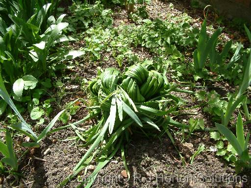 Bulb Leaves Knotted 